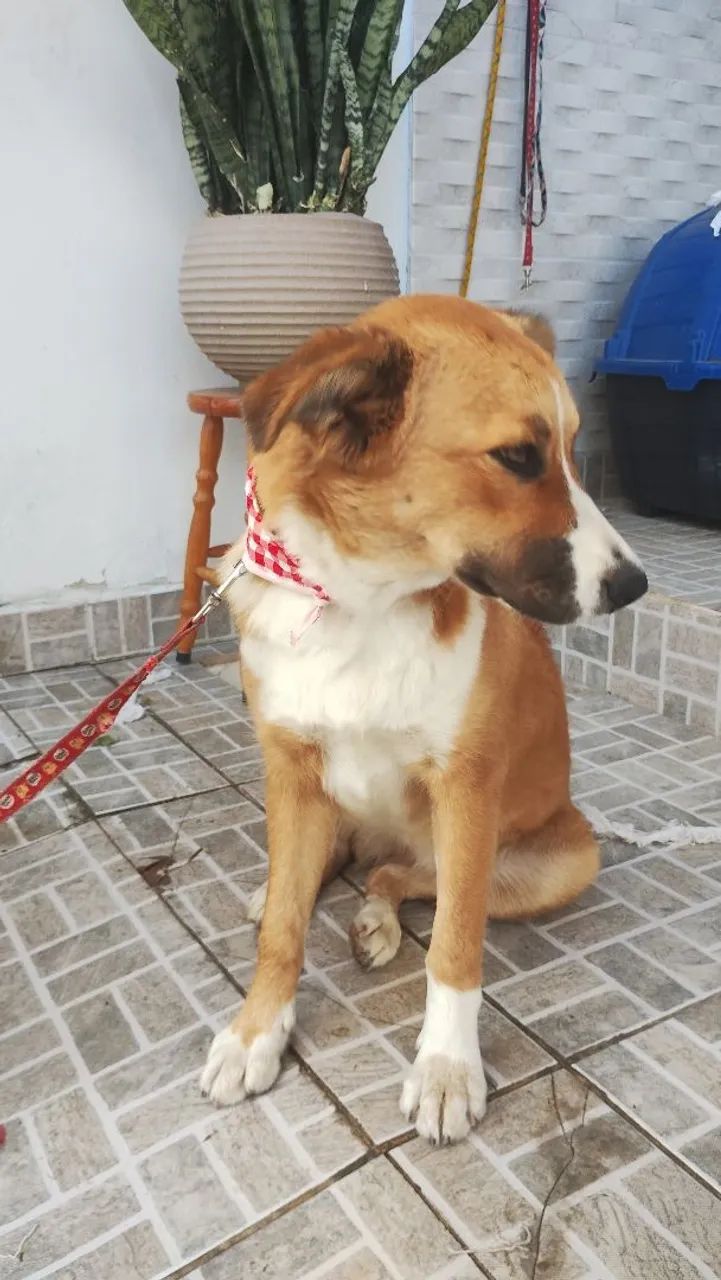 Cachorro SRD adoção  - Foto 3