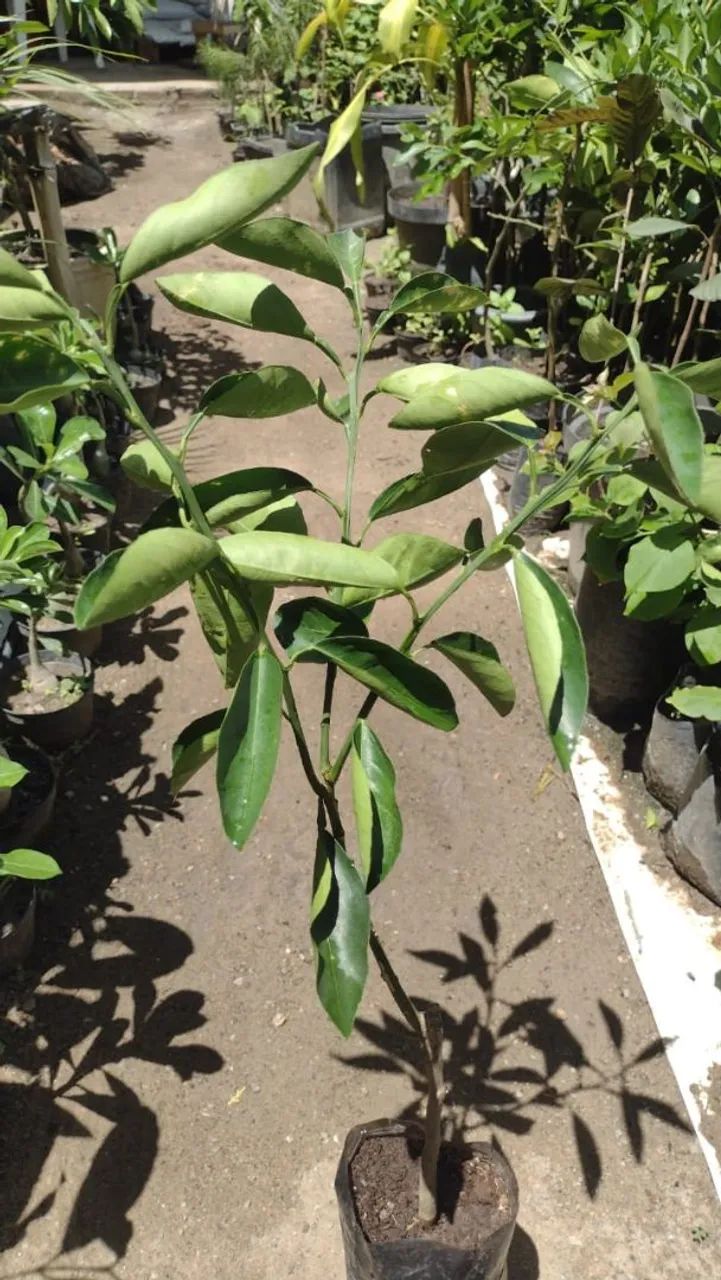 Laranja mimo 