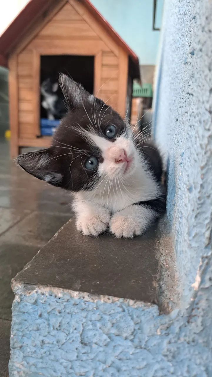 Gatinhos Frajolas para Adoção! - Foto 4
