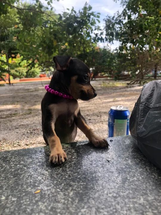 Fêmea número 1 - Foto 2