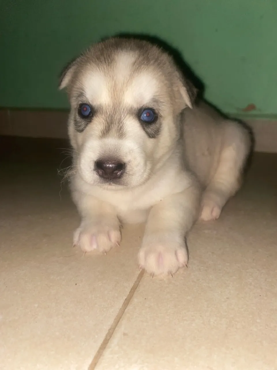 Filhote de Husky Siberiano - Olhos Azuis!