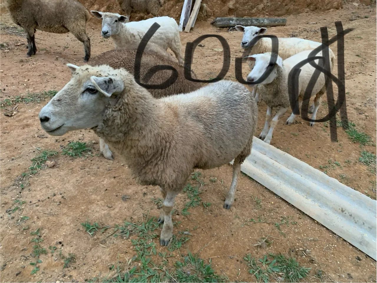 Ovelhas  - Foto 3