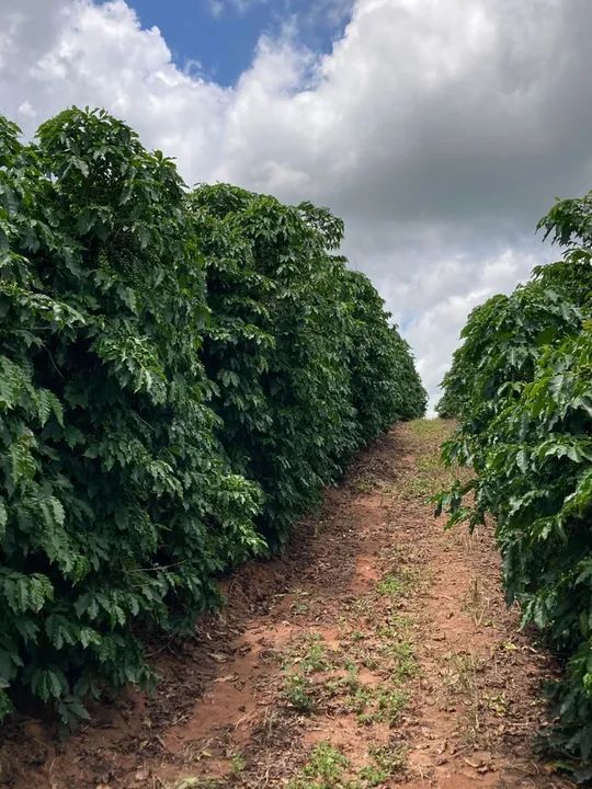 Fazenda de café ? em Cristais Minas Gerais  - Foto 2