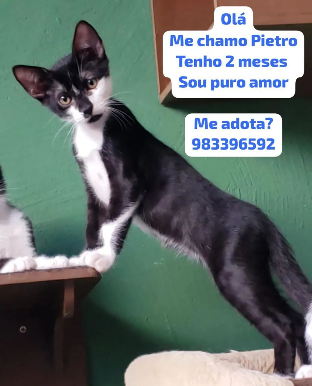 Gatinho Pietro - 2 meses - Puro amor