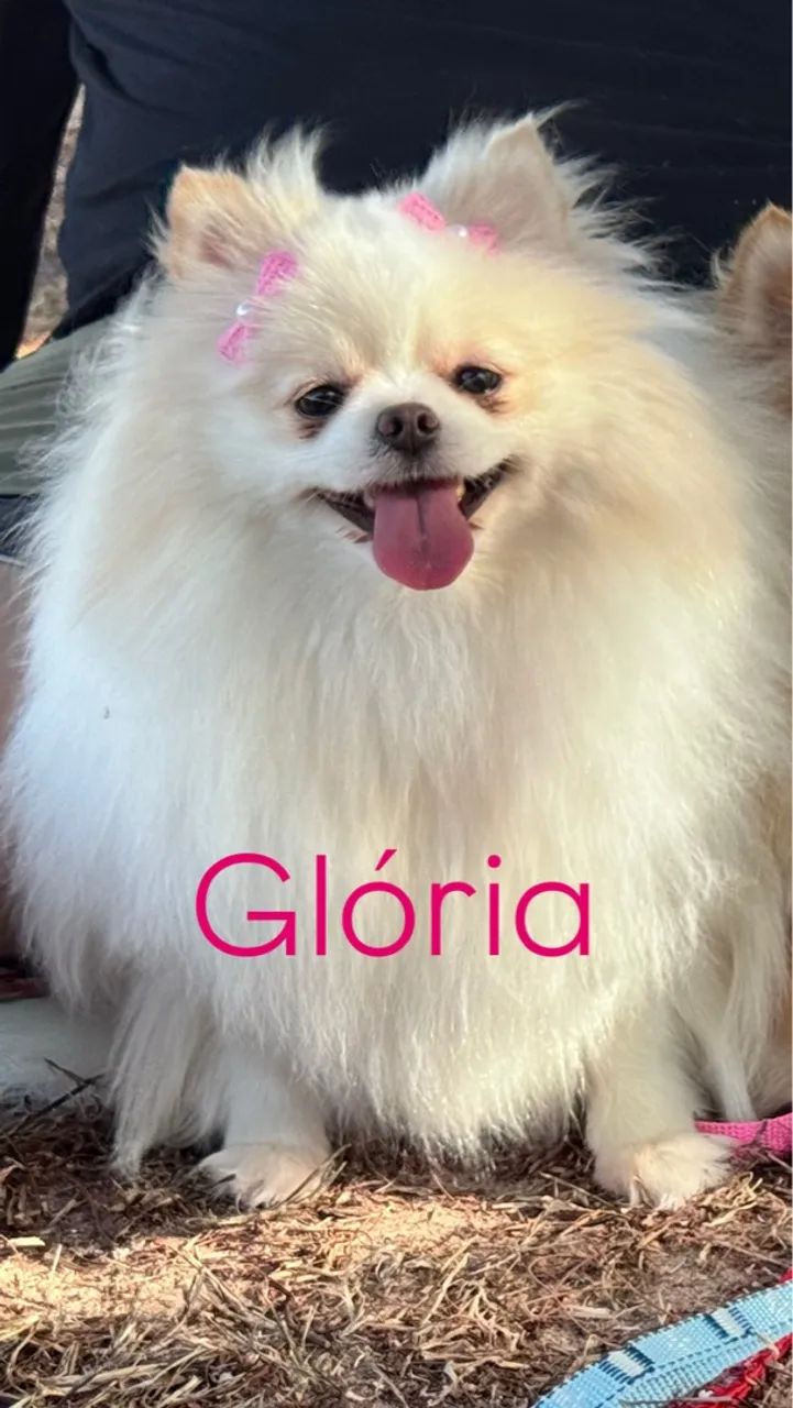 Filhote Spitz Alemão - Fofura em Casa! - Foto 4