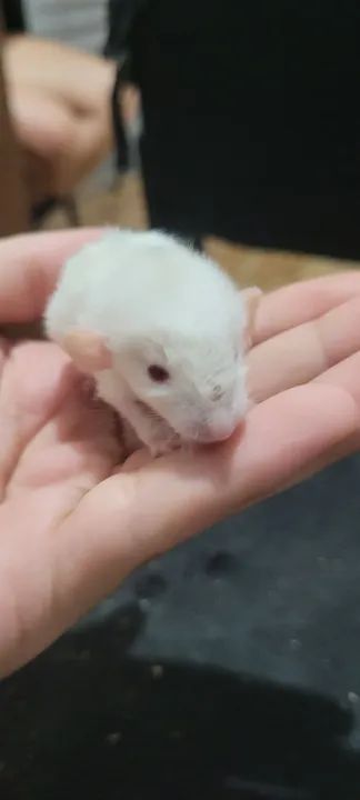 Rato Twister/ Rato mercol, ratinho de laboratório  - Foto 5