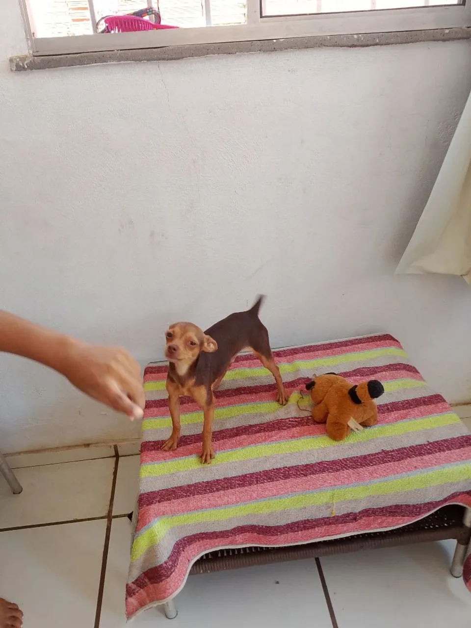 Pinscher bem pequenino macho