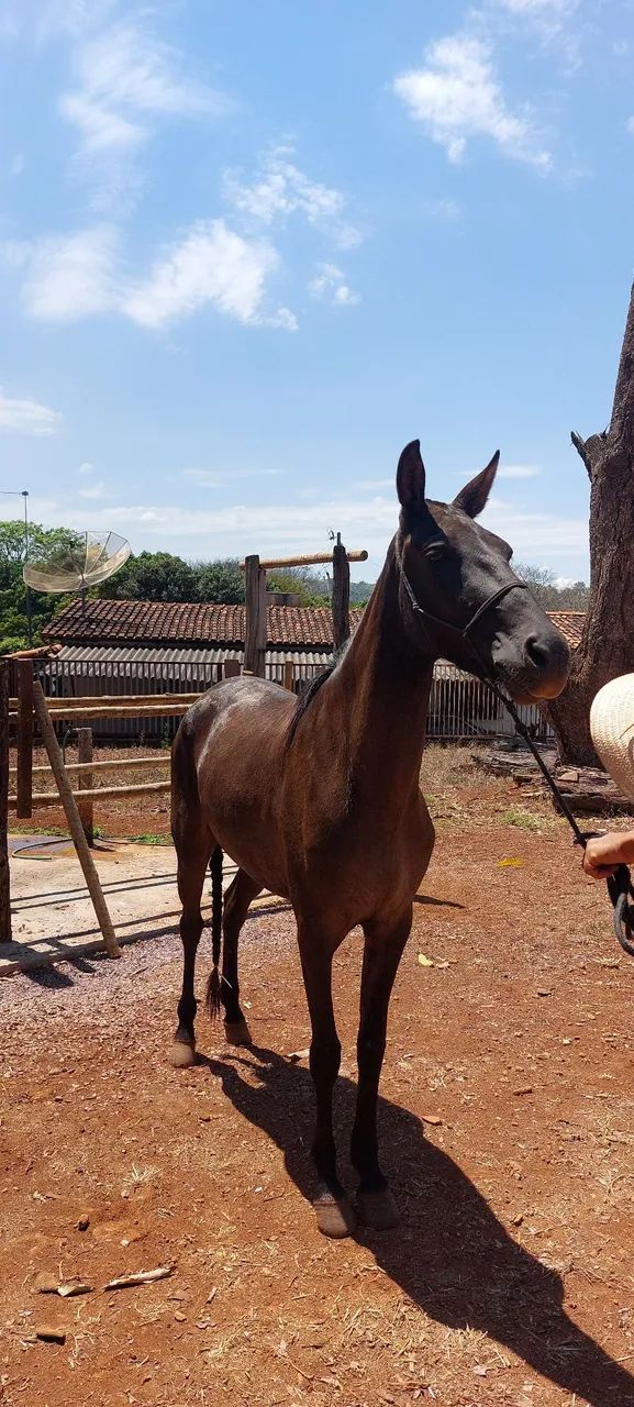 Égua marcha picada - Foto 2