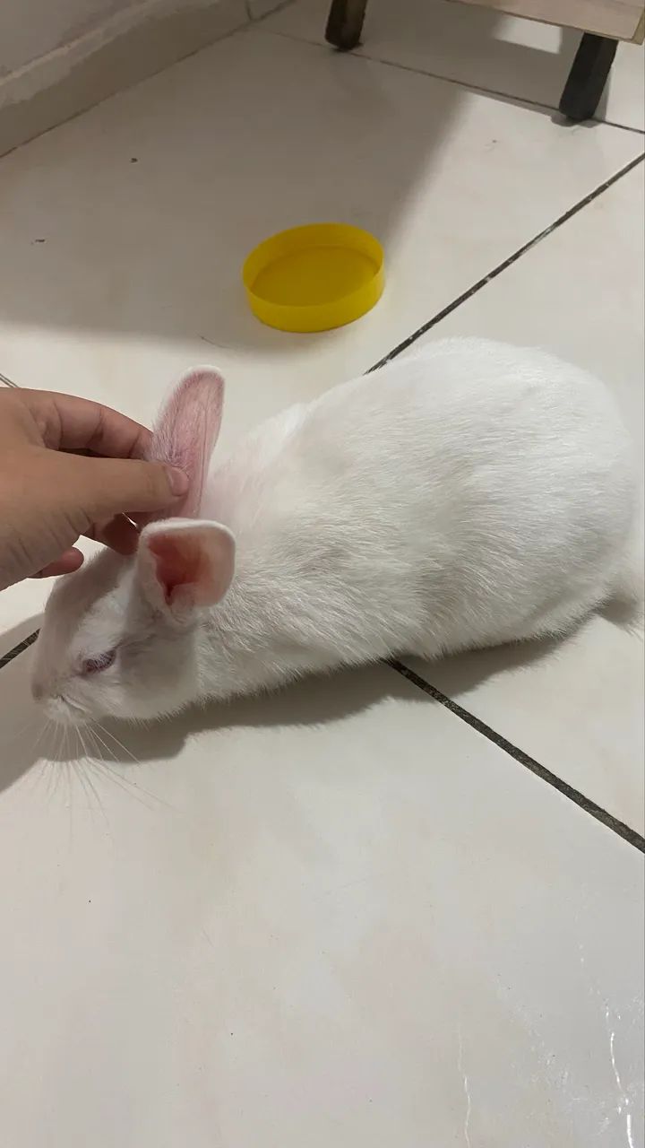 Doação de coelho  - Foto 6