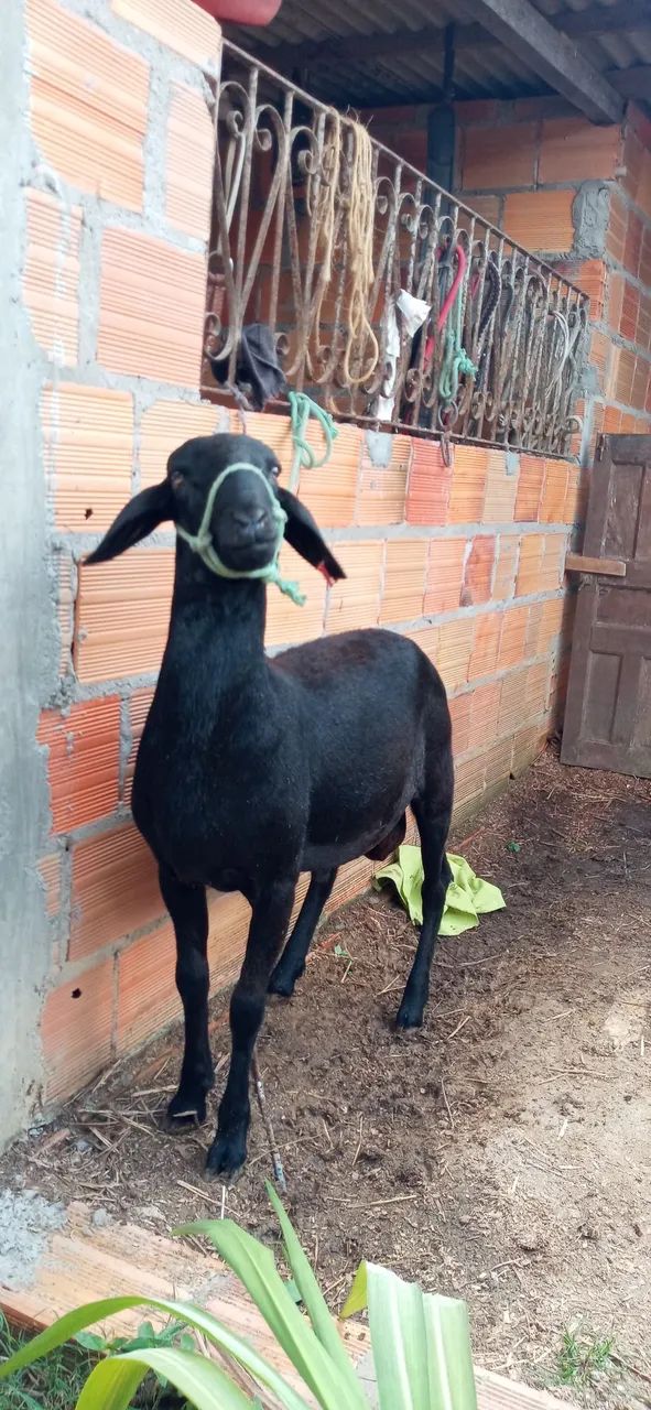 Carneiro santa inês po uma marran e um borrego mest de dorper a venda
