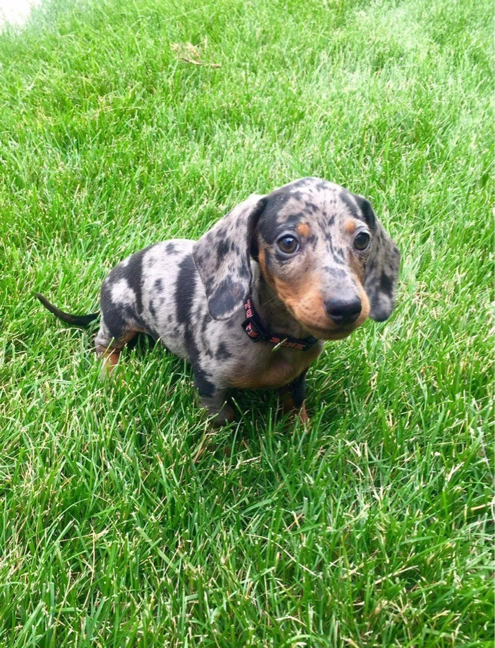 Basset filhote Dachshund Arlequim - Amor e Lealdade!