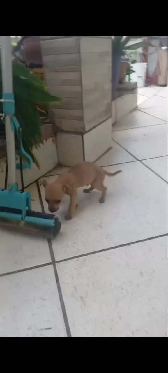Filhote de Pinscher
