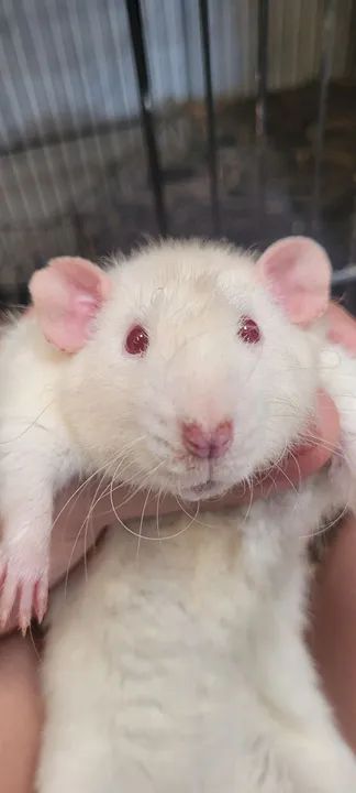 Rato Twister/ Rato mercol, ratinho de laboratório 