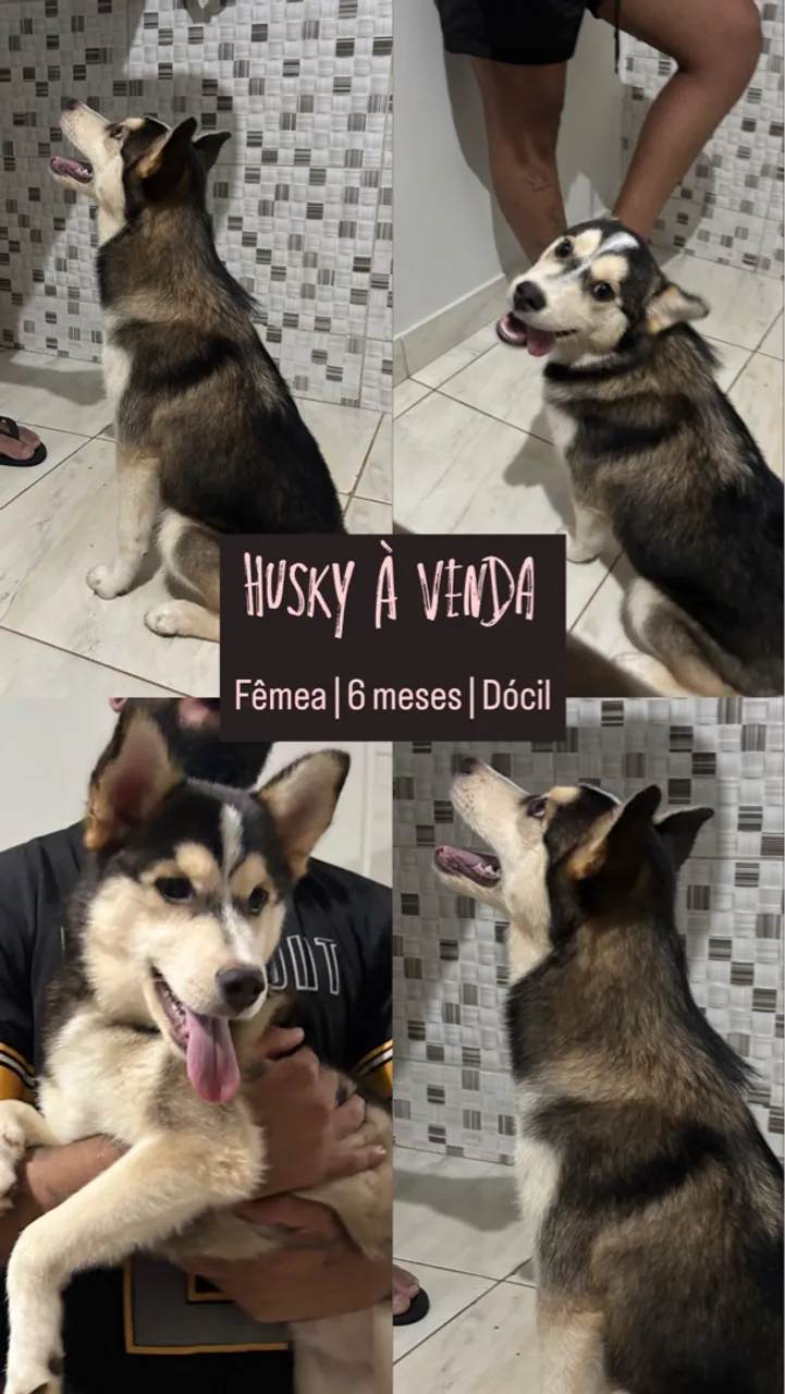 Husky fêmea à venda - 6 meses