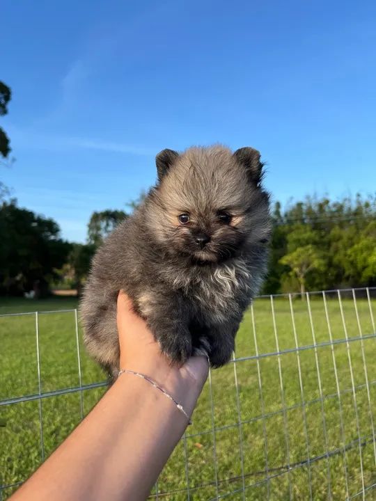 Pomerania anao machinho laranja  - Foto 3