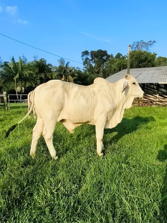 Touro Brahman Jovem  - Foto 4