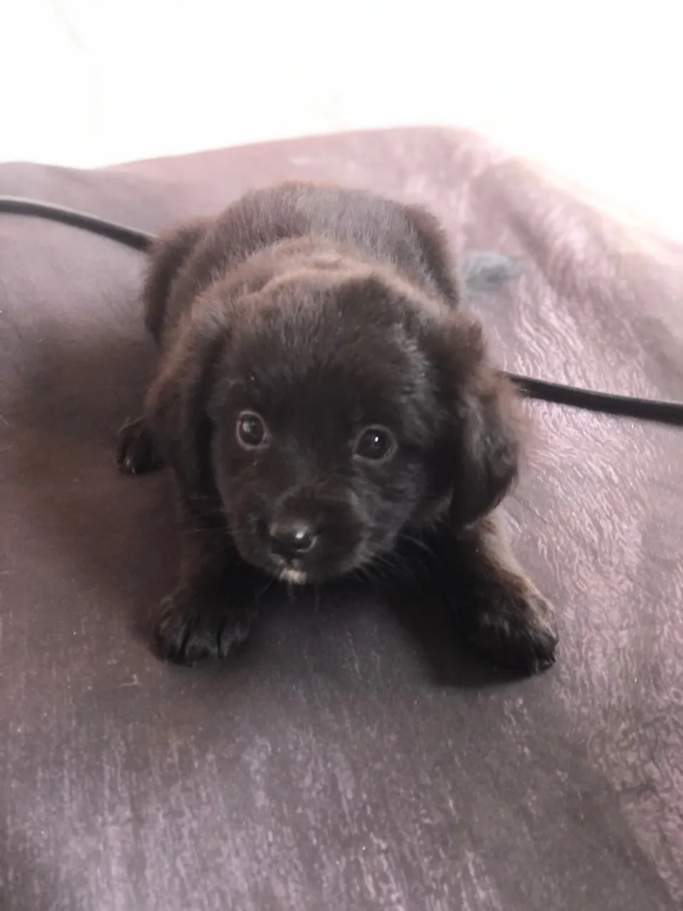 Filhote de cachorro fêmea, porte pequeno.