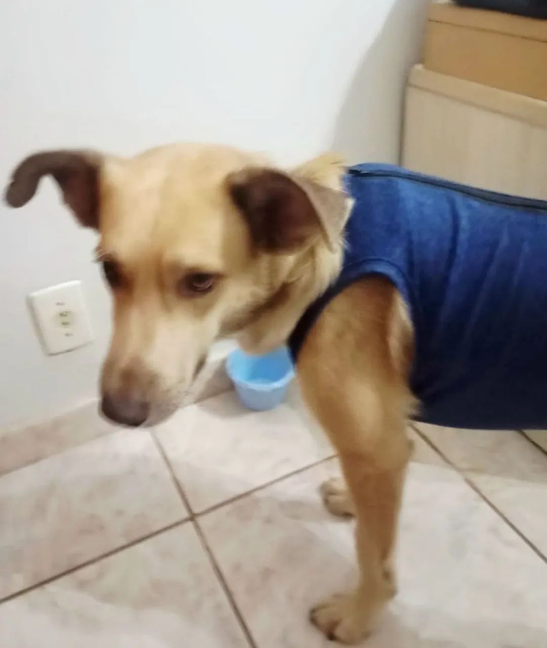 Adote o Zeca. - Foto 3