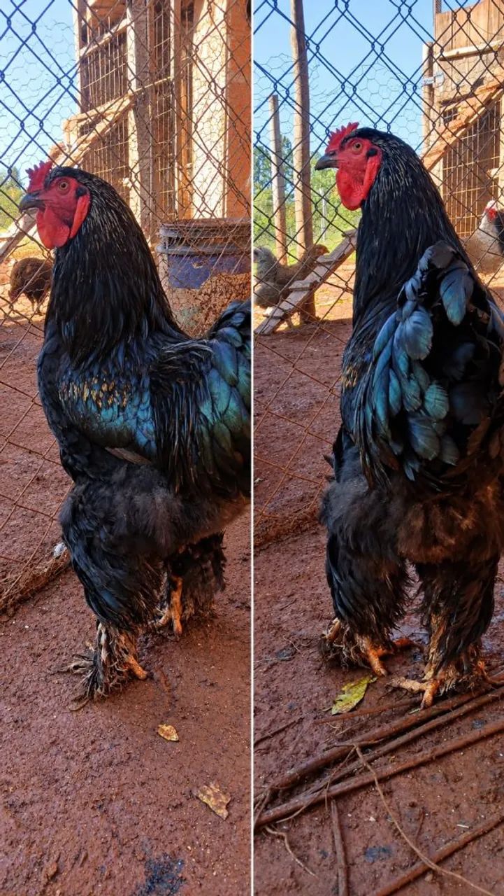 Galos e galinhas de raça 