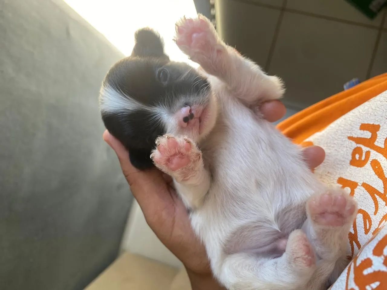 Machinho de lhasa - Foto 3
