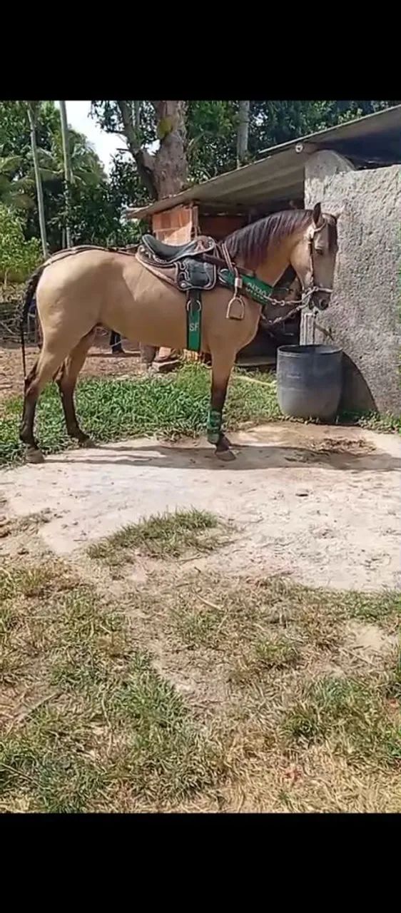 Linda égua QM  - Foto 4