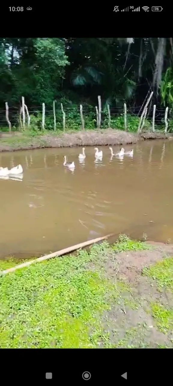 Granja no Conde - Foto 4