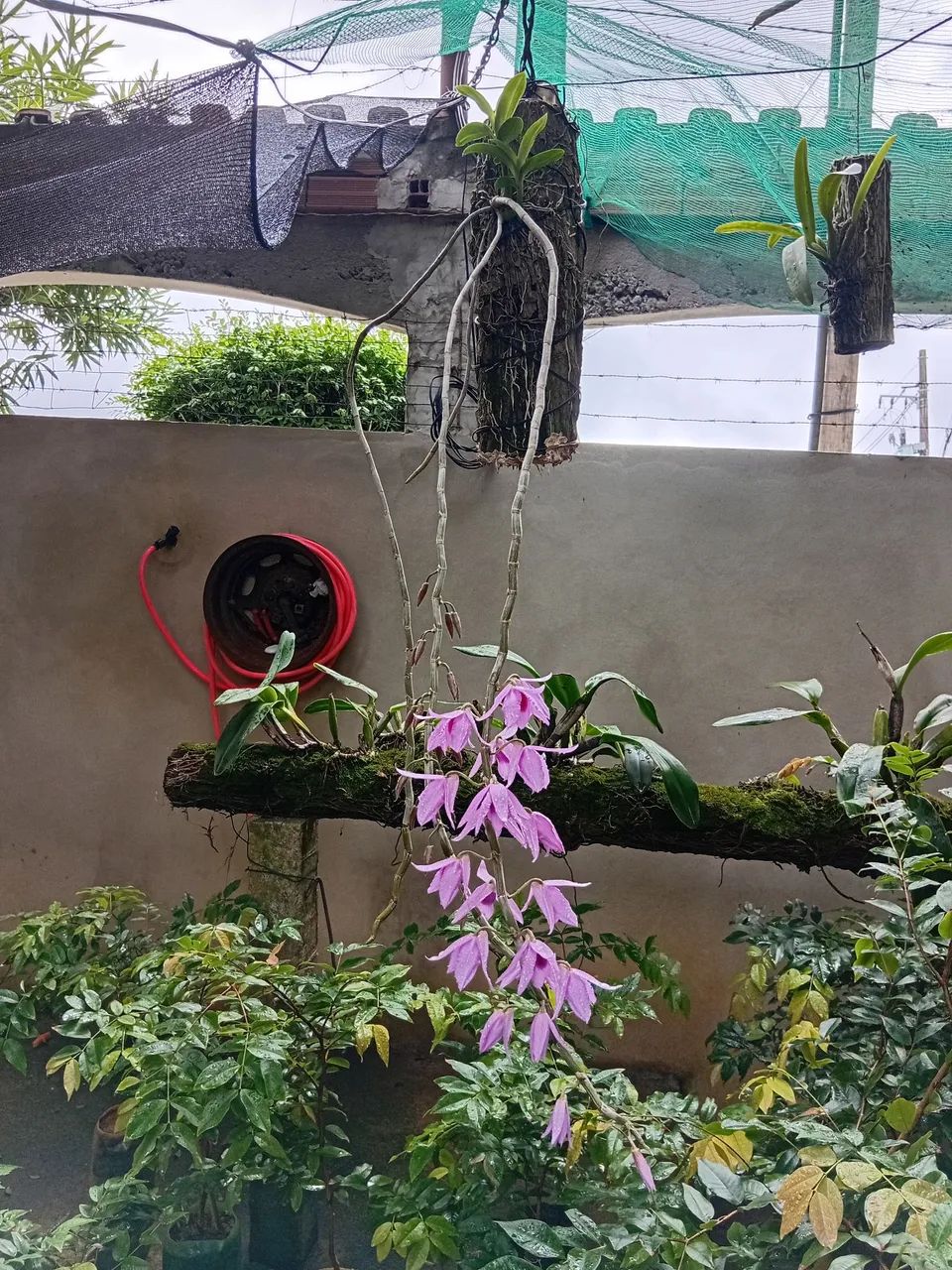 Orquidea dendrobium anosmun - Foto 2