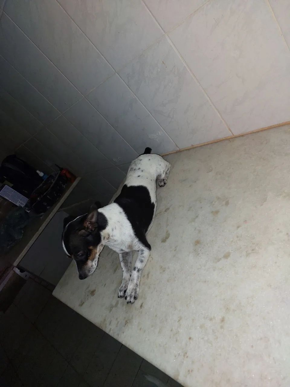 Pincher n1 - Foto 3