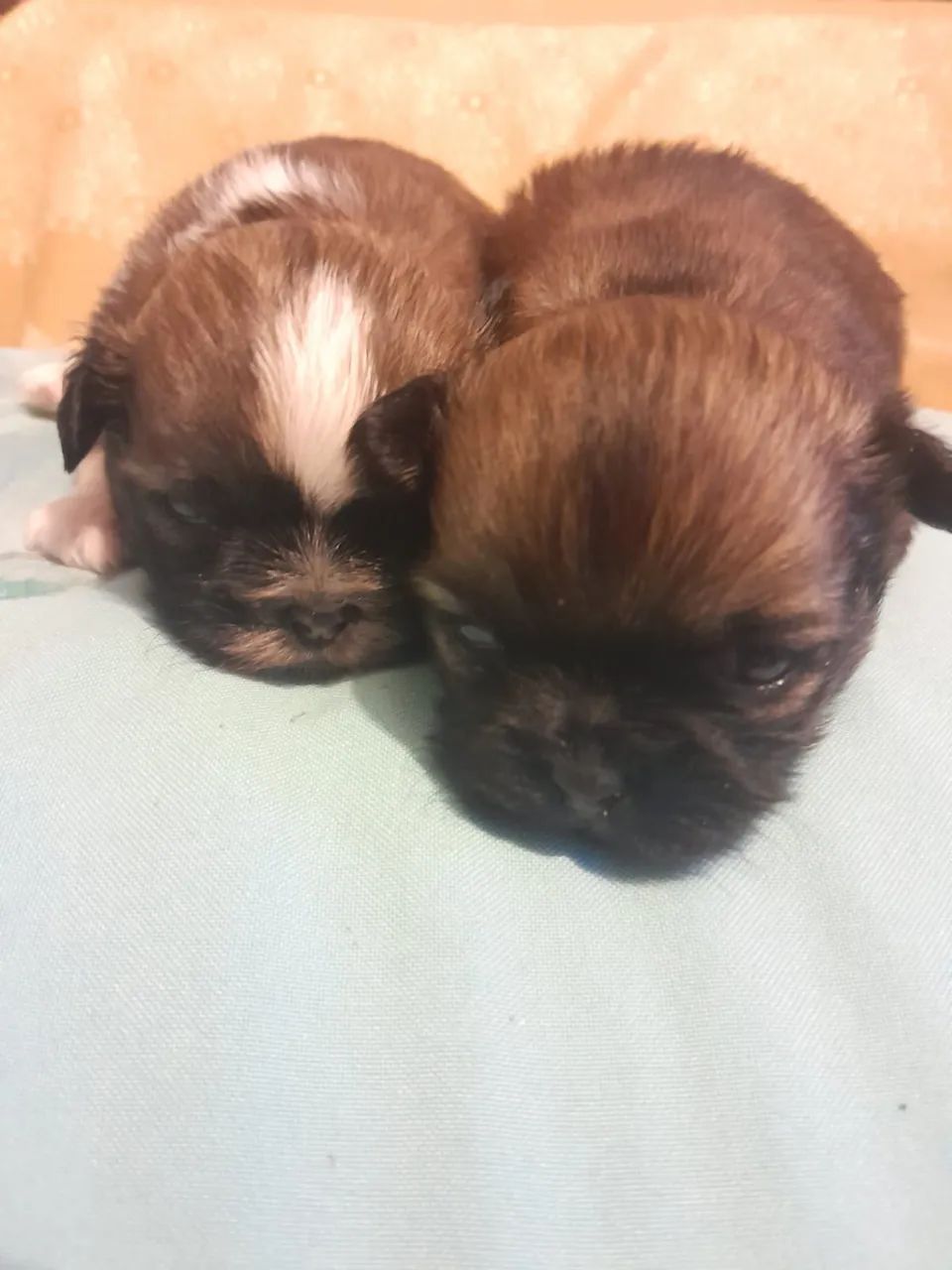 Shih tzu macho  - Foto 5