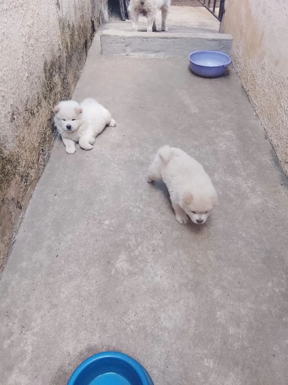 Cachorro  - Foto 2