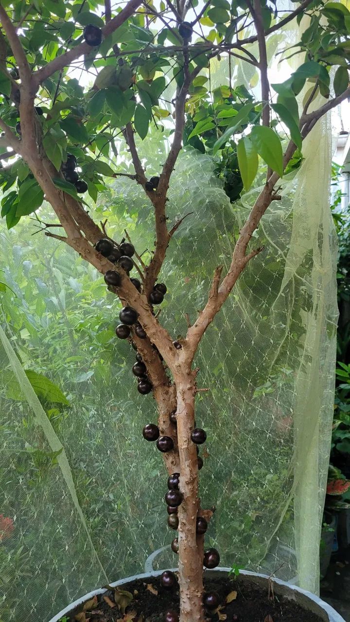 Pe de Jabuticaba  - Foto 4