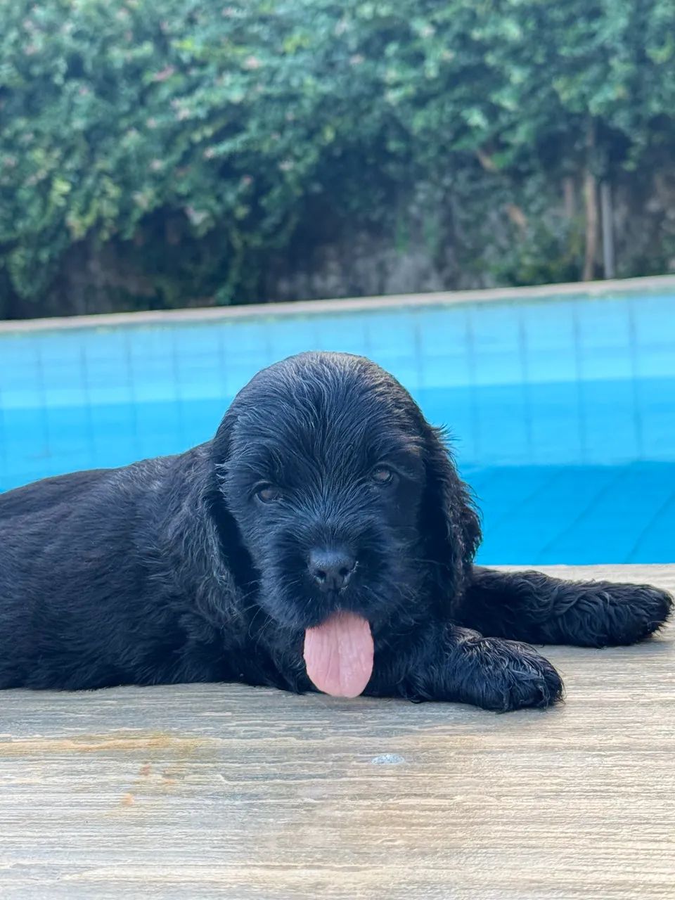Cocker Spaniel Inglês - Foto 4
