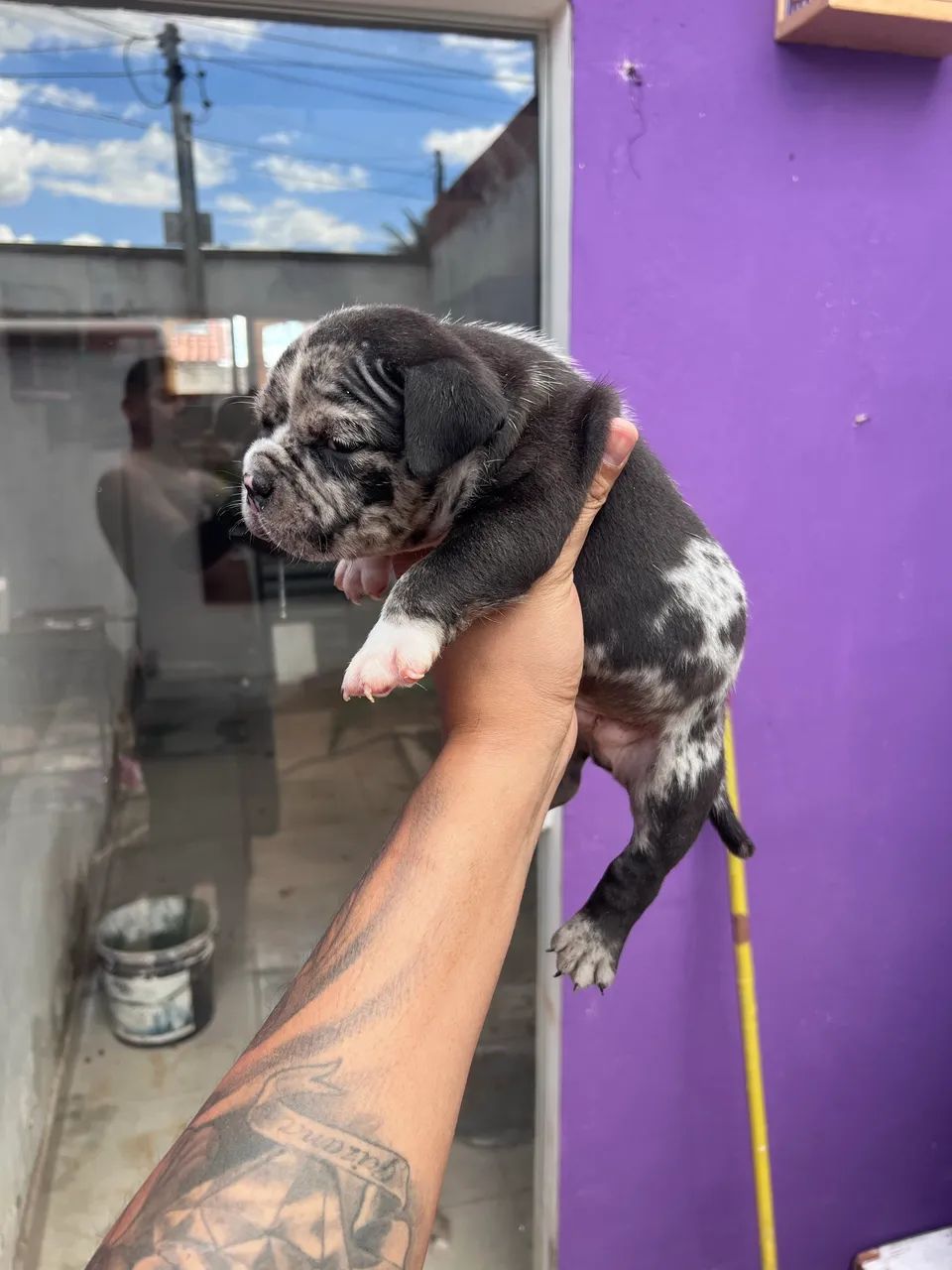 American bully  - Foto 2