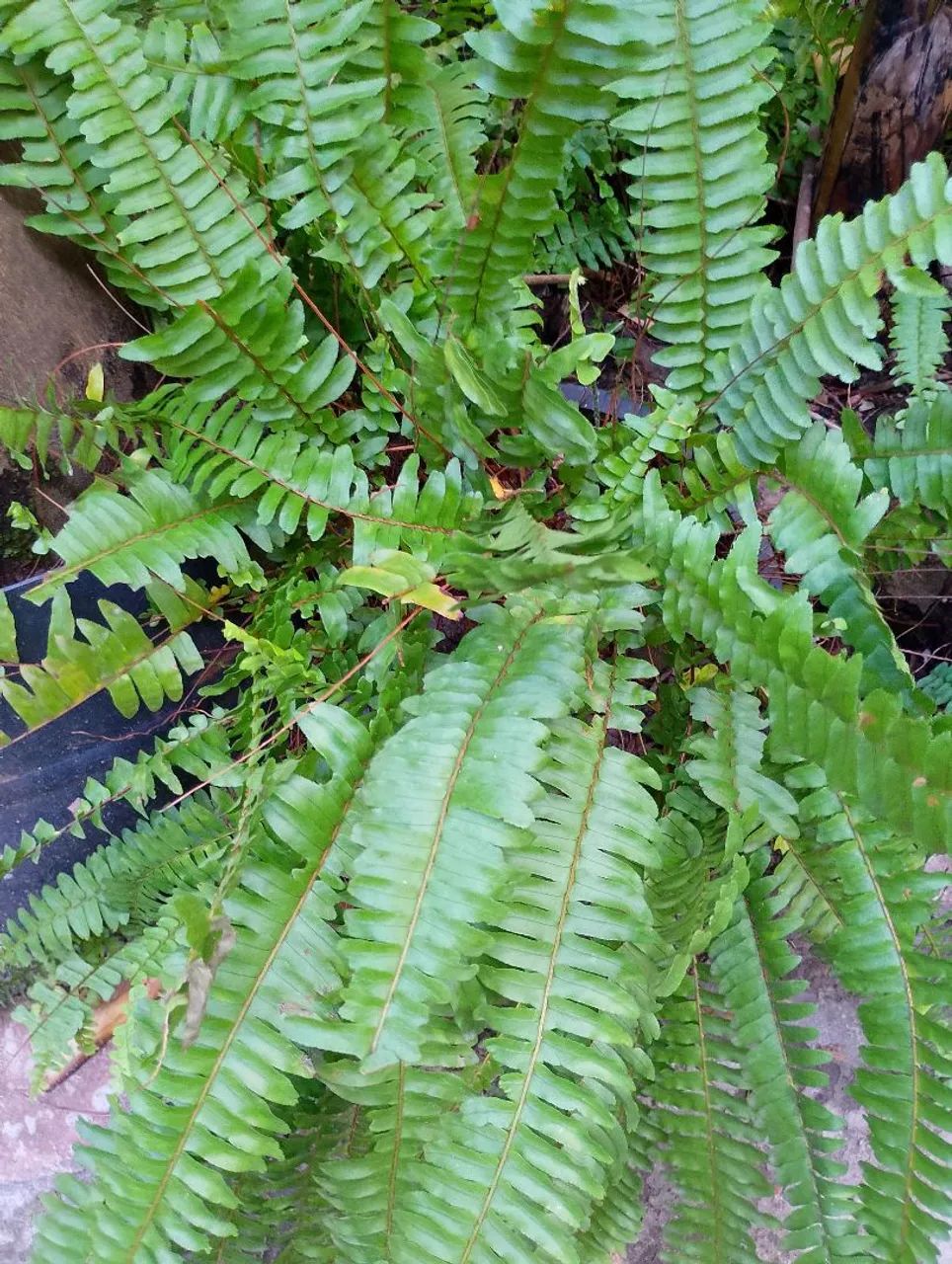 Samambaia 