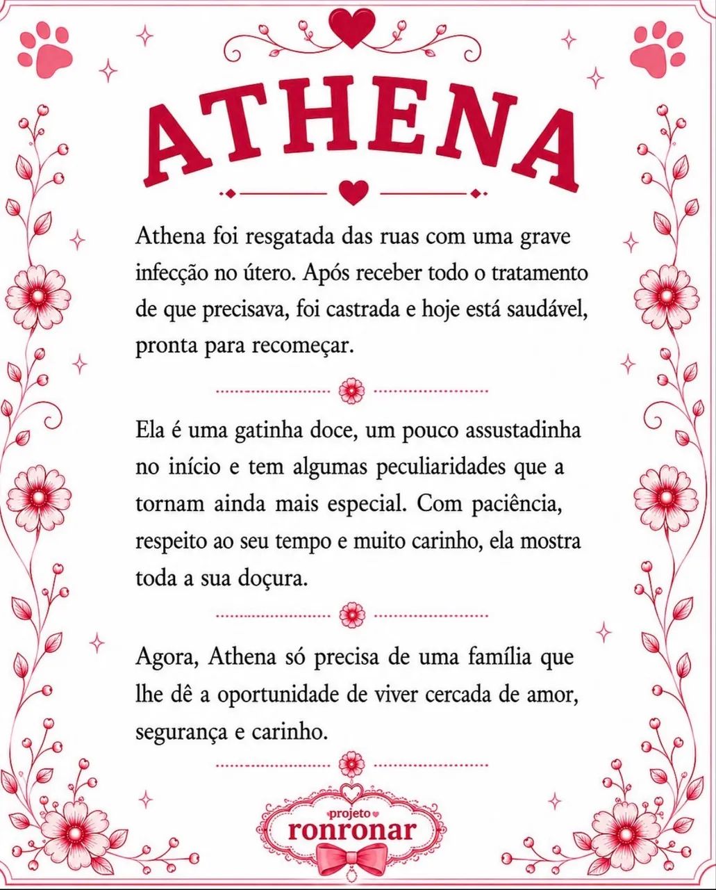 Gata para adoção  - Foto 3