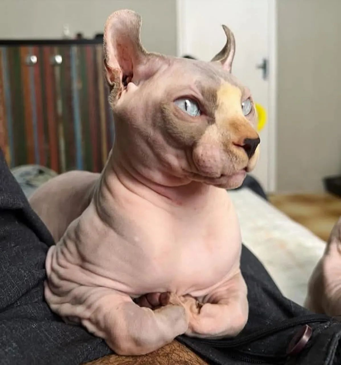 Sphynx Elf russo - Foto 2