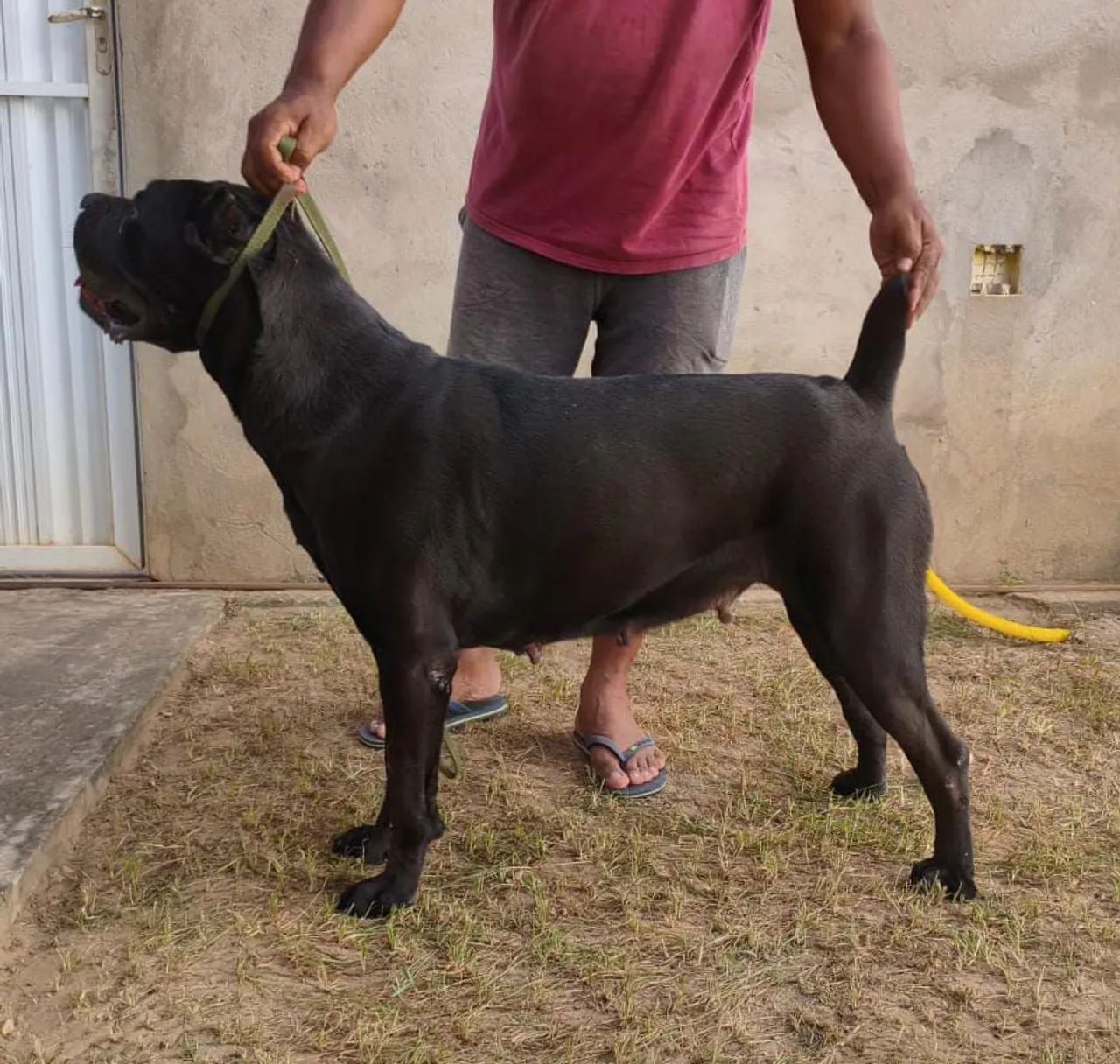 Filhotes de Cane Corso  - Foto 5