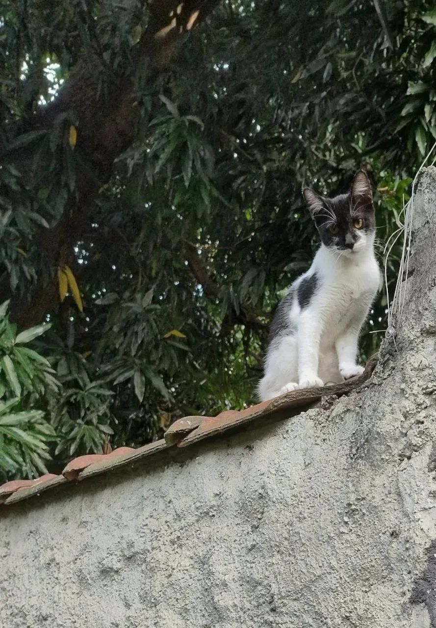 Gatinha frajolinha, pura fofura! Olha esse narizinho! - Foto 3
