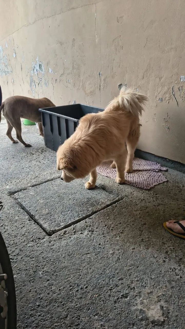 Doação de cachorro  - Foto 3