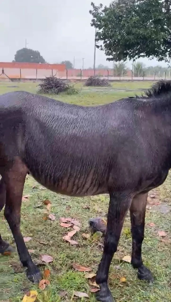 Vendo burro e carroça  - Foto 2
