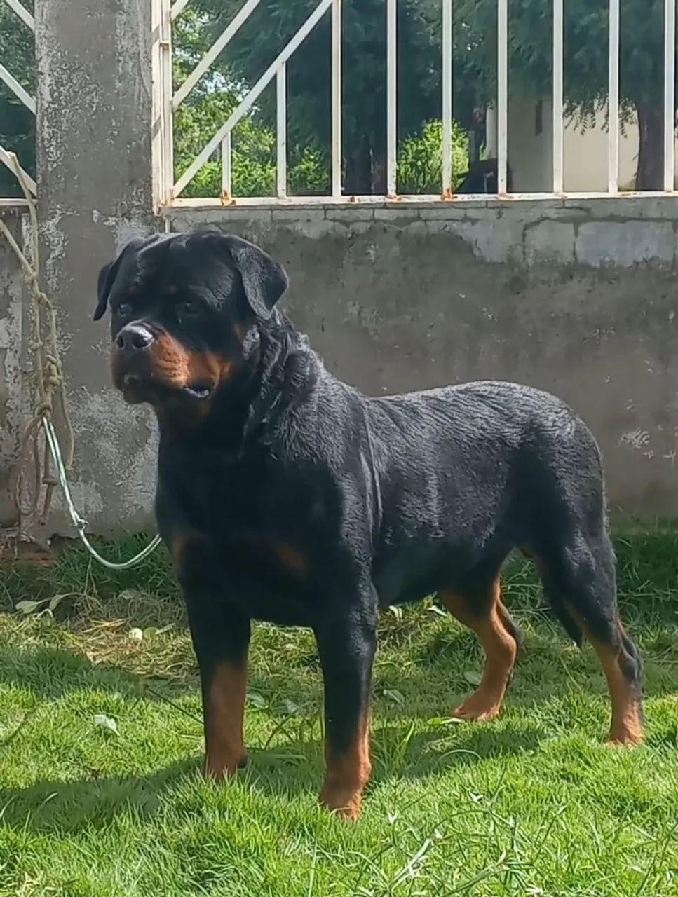 Rottweiler 2 anos para quem sabe o que é bom - Foto 3