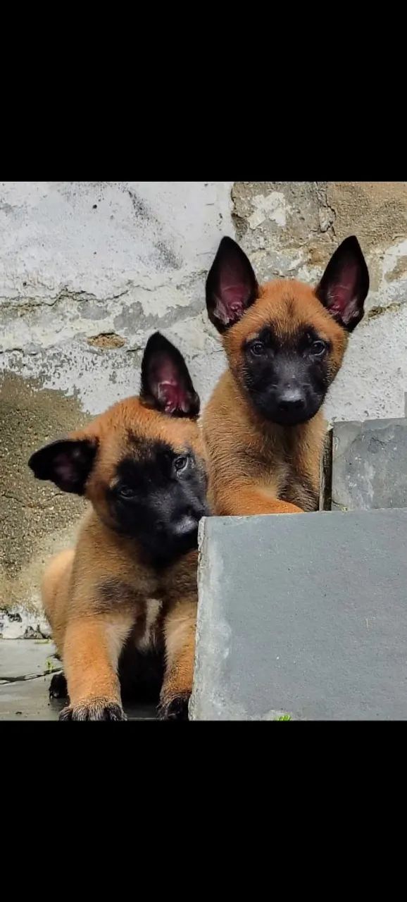 Filhotes pastor belga Malinois