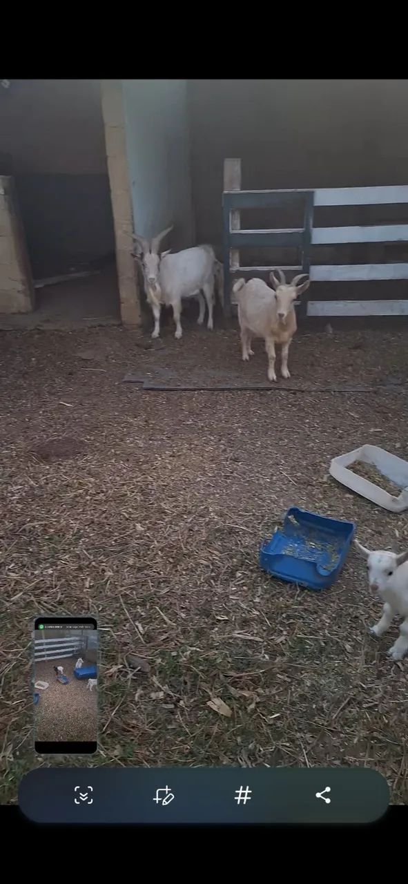 Mini cabras  - Foto 4