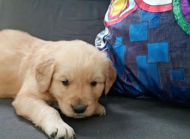 Golden Retriever