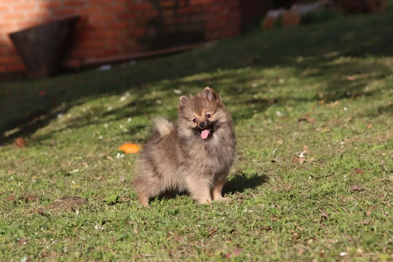 Spitz Alemão Lulu 