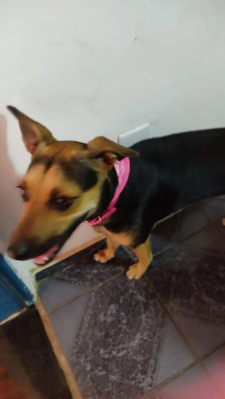 Doação de cachorro fêmea brava - Foto 4