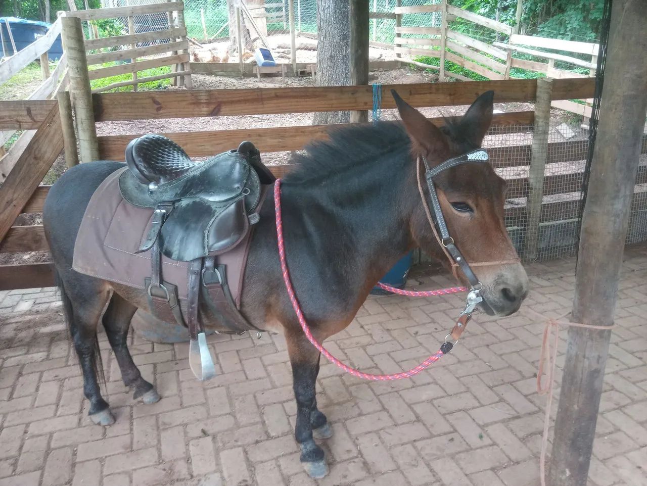 Mini Mula mansa - Foto 4