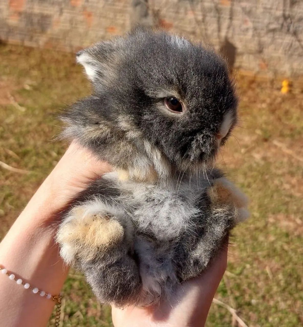 Mini coelho filhotes disponíveis  - Foto 2