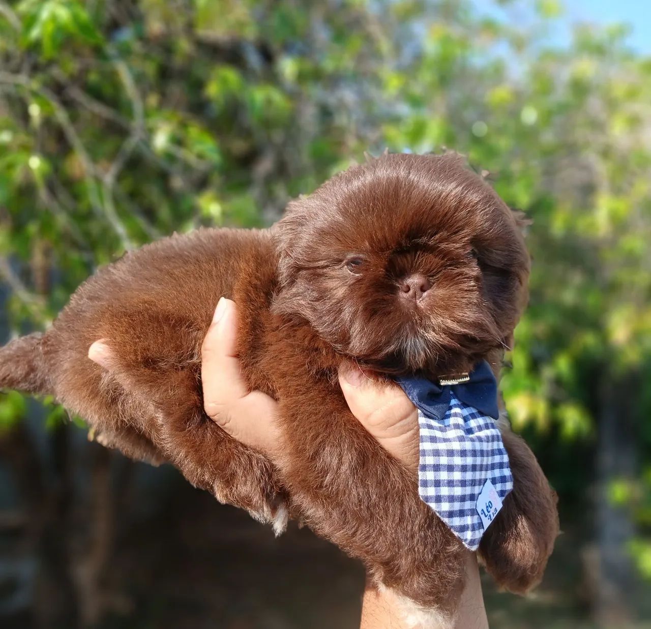Filhote de shihtzu macho chocolate  - Foto 4