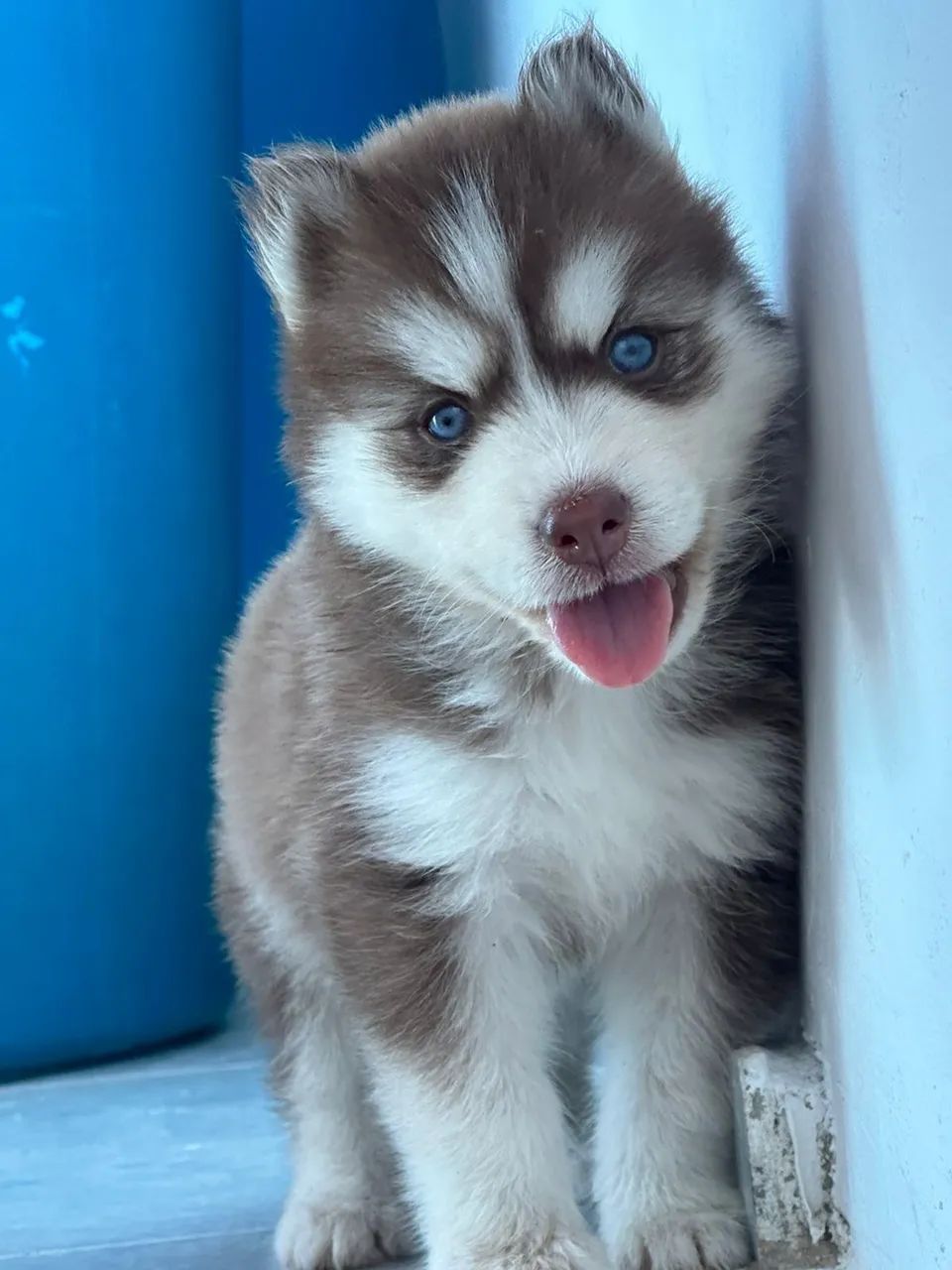 Husky siberiano Wolly com pedigree  - Foto 3